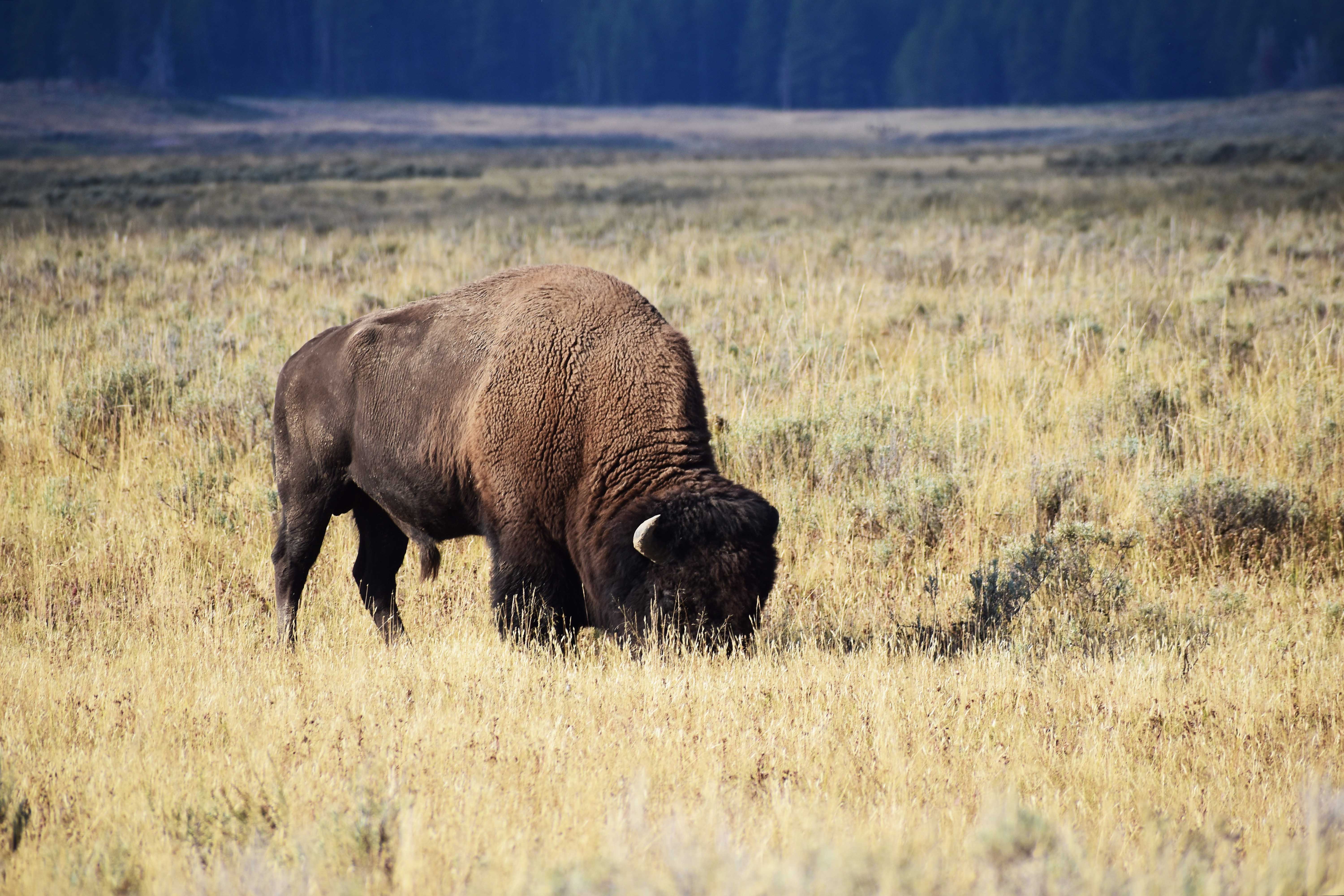 Yellowstone-Bison-Grazing-Grass