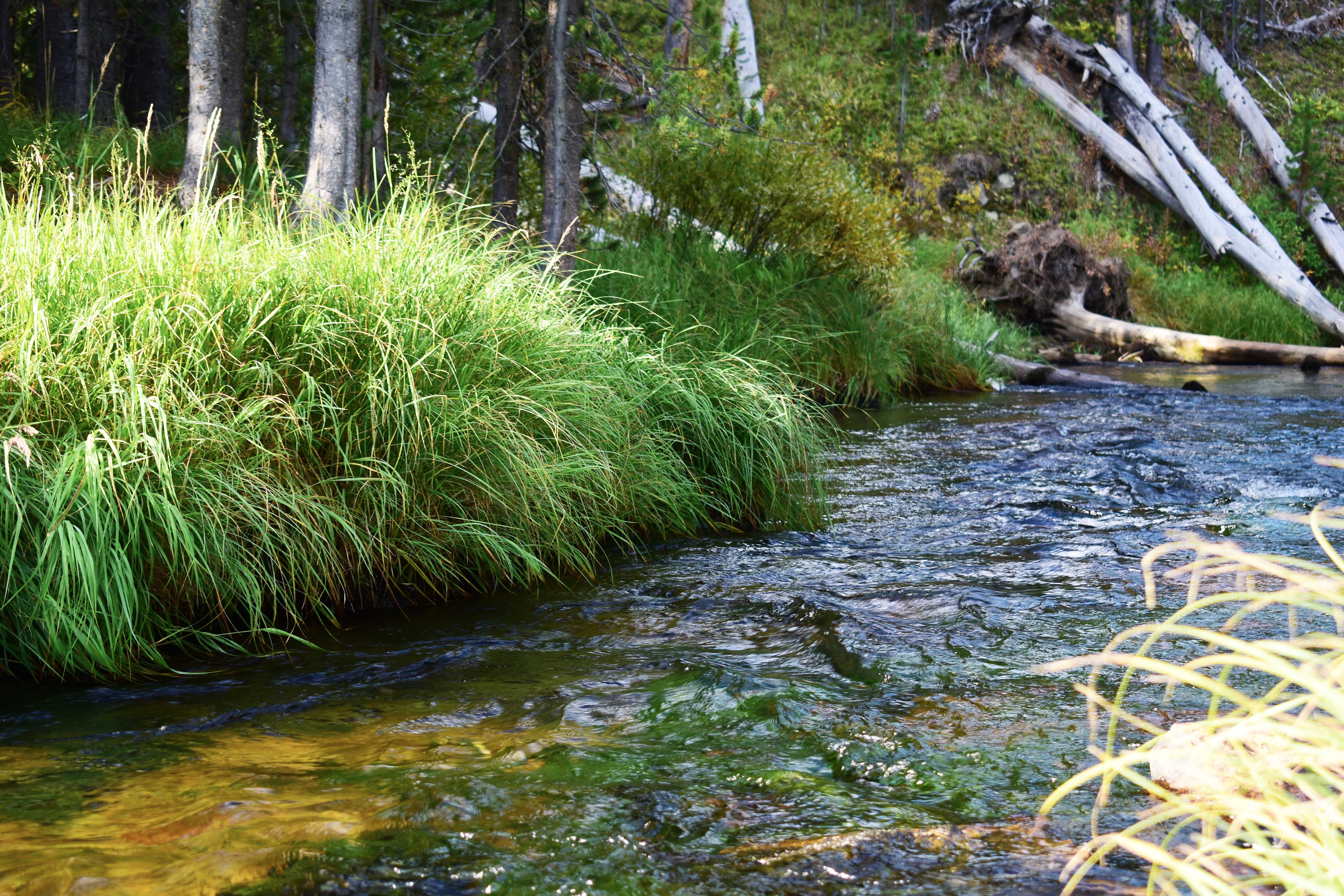 Yellowstone-Peaceful-Stream-and-Grass