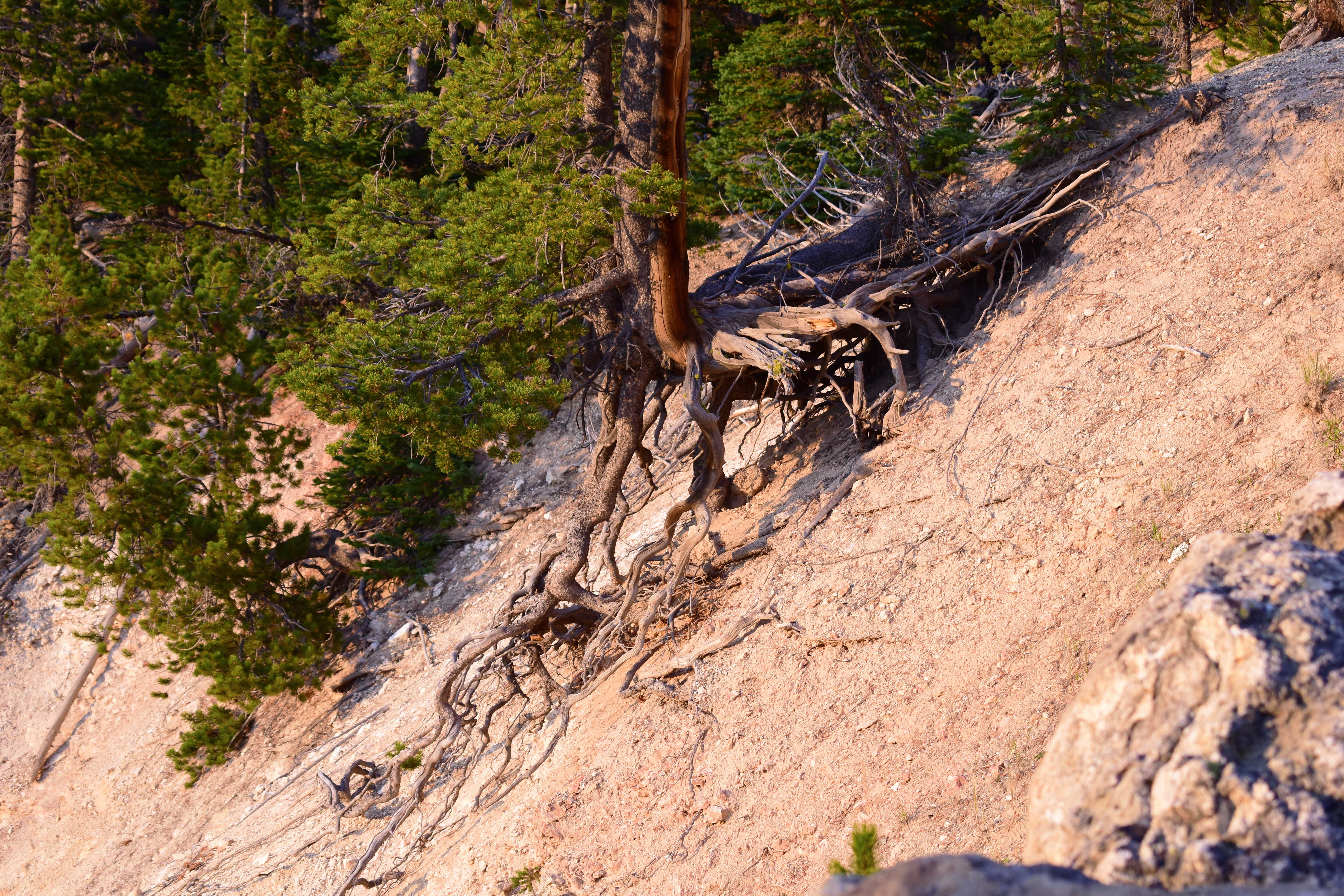 Tree-Roots-Yellowstone-Grand-Canyon